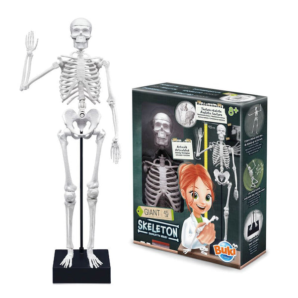 Skeleton 45 cm