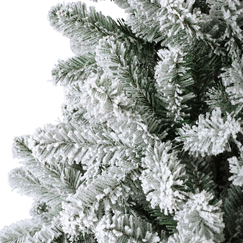 Monarch pine snowy (8ft)