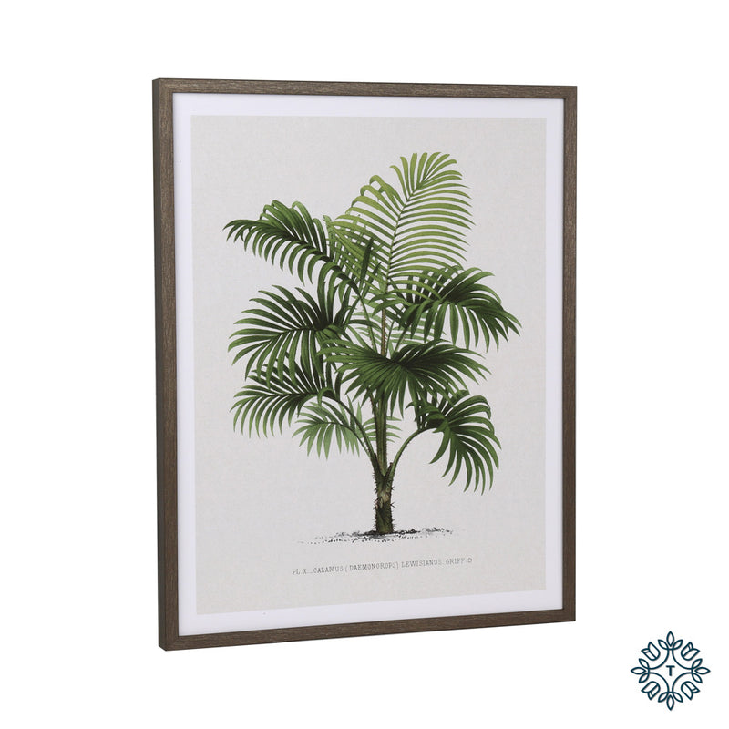Framed print palm tree 40 x 50cm 2 asst