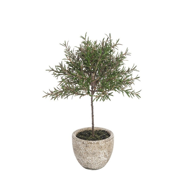 ROSEMARY TOPIARY POTTED 29CM
